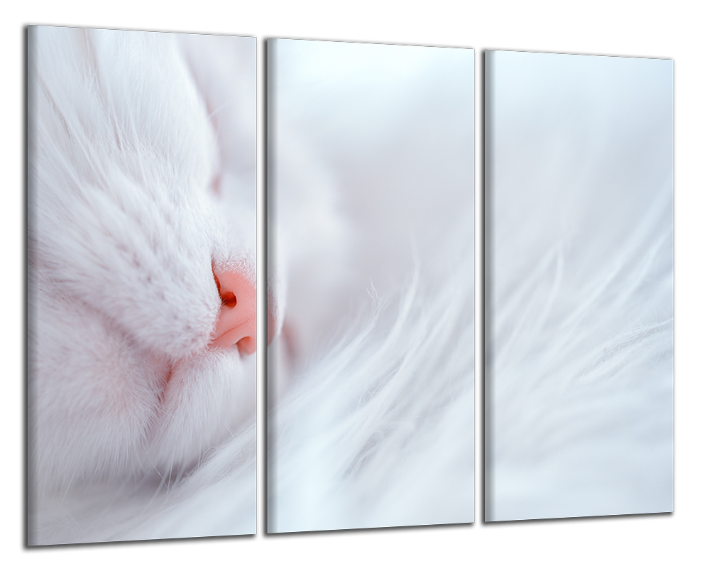 Obdĺžnikový obraz Spiaca mačka