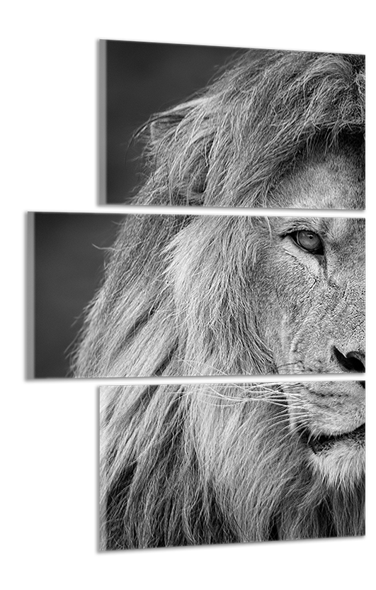 Obdĺžnikový obraz Čiernobiely obraz Lev