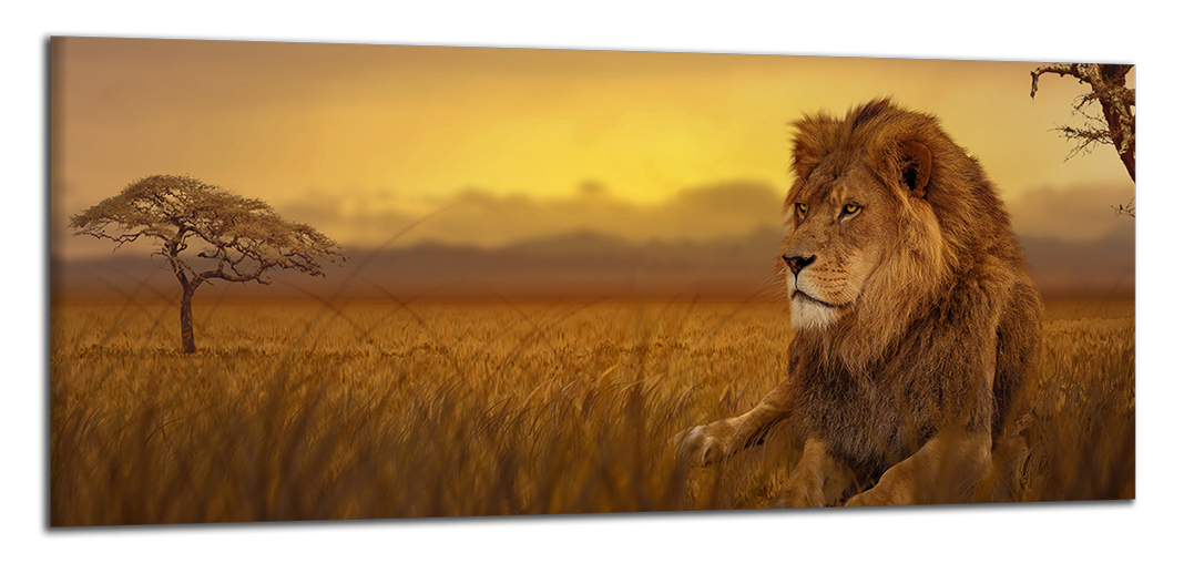 Panoramatický obraz Lev na savane