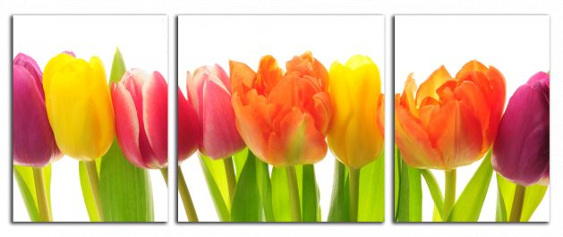Panoramatický obraz Farebné tulipány