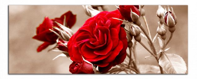 Panoramatický obraz Červená ruža