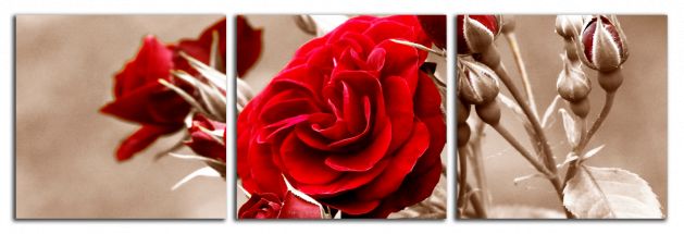 Panoramatický obraz Červená ruža