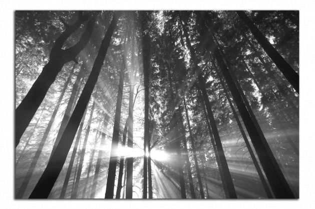 Obdĺžnikový obraz Slnko medzi stromamy