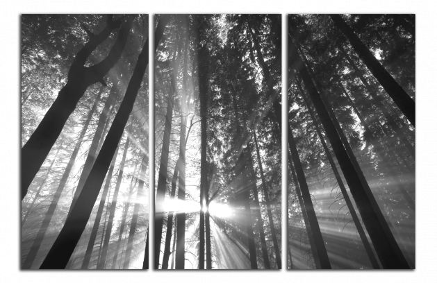 Obdĺžnikový obraz Slnko medzi stromamy