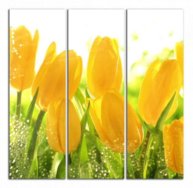 Štvorcový obraz Žlté tulipány