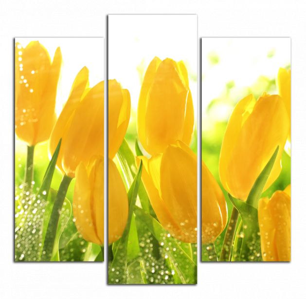 Štvorcový obraz Žlté tulipány