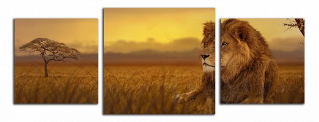 Panoramatický obraz Lev na savane