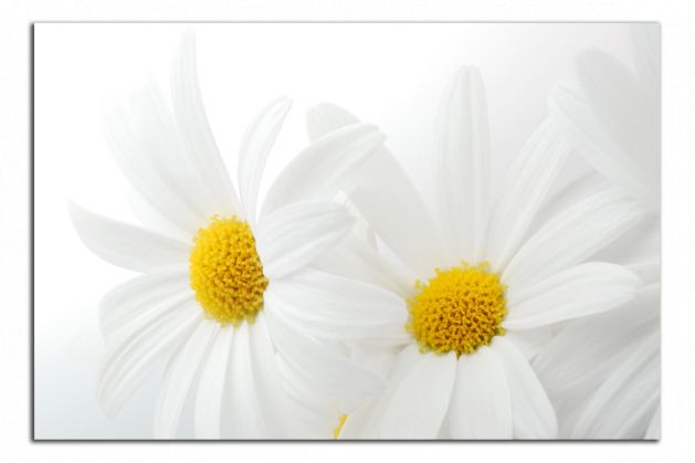Obdĺžnikový obraz Biele kvety