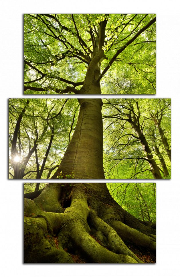 Obdĺžnikový obraz Strom a les