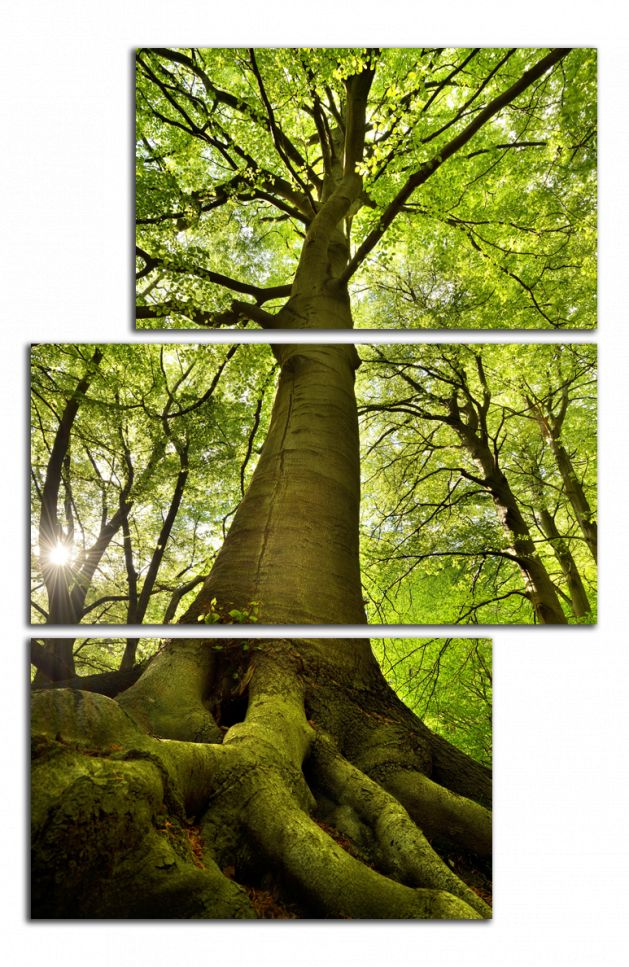 Obdĺžnikový obraz Strom a les
