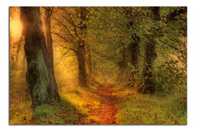 Obdĺžnikový obraz Cesta v lese
