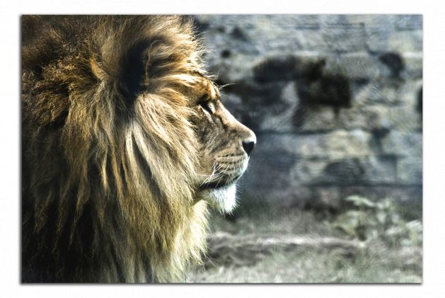 Obdĺžnikový obraz Lev