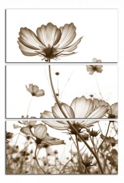 C6087BO